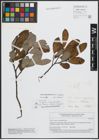 Foto von Salix appendiculata Vill. x Salix caprea L.